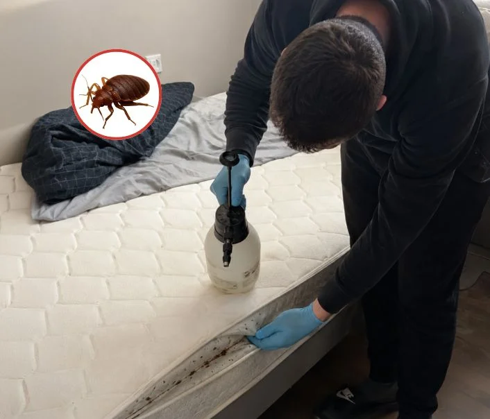 Technicien traitant un matelas contre les punaises de lit à Villiers-le-Bâcle